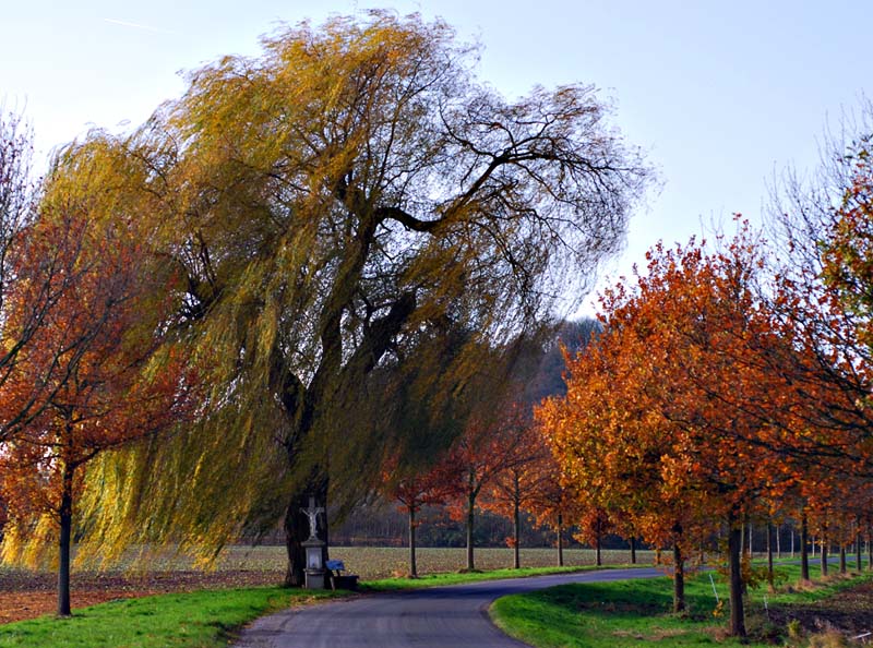 Herbstbrise