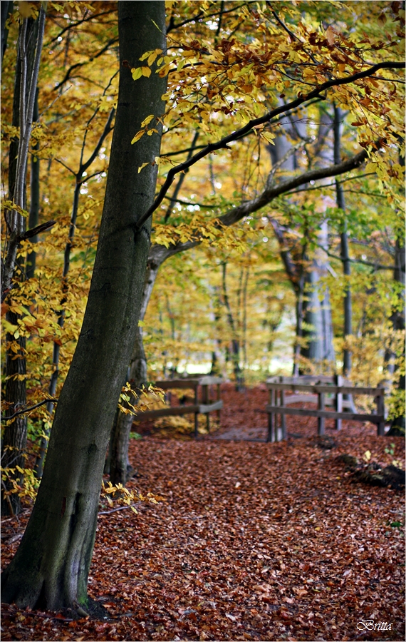 Herbstbrücke