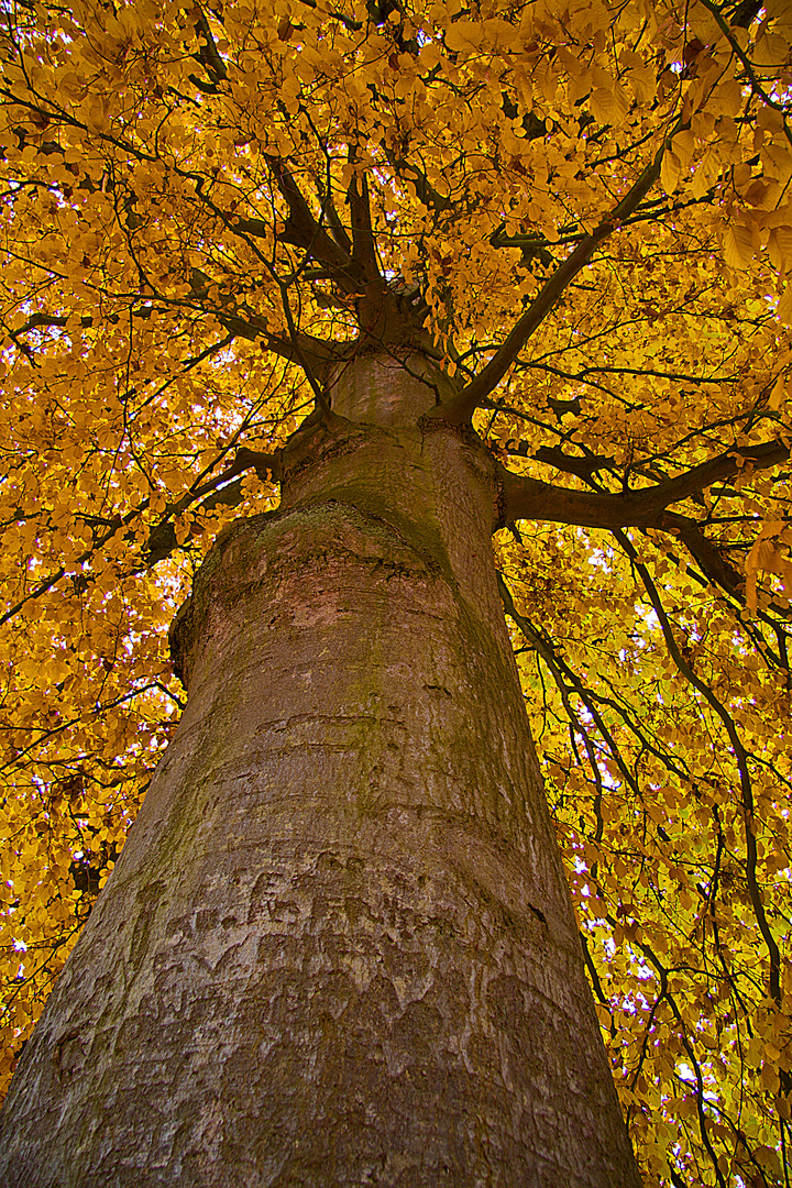 Herbstbuche