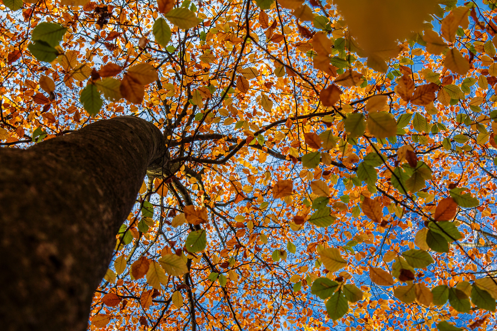 Herbstbuche