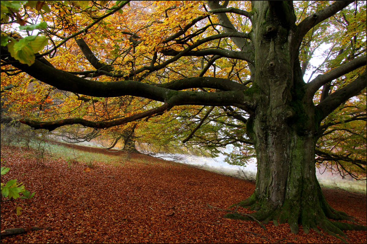 "Herbstbuche"