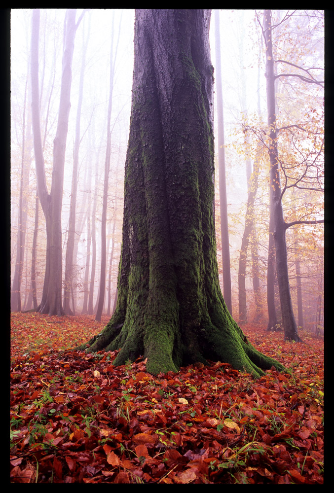 Herbstbuche