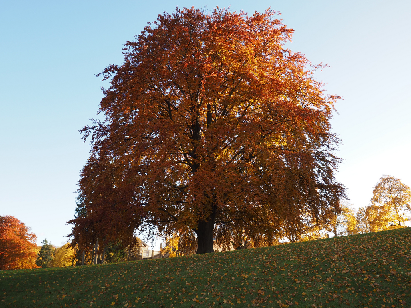 Herbstbuche Schlosspark Neustrelitz