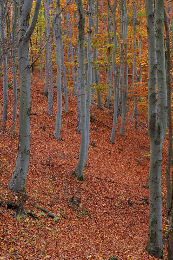 Herbstbuchen