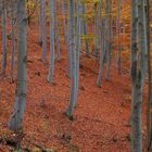 Herbstbuchen