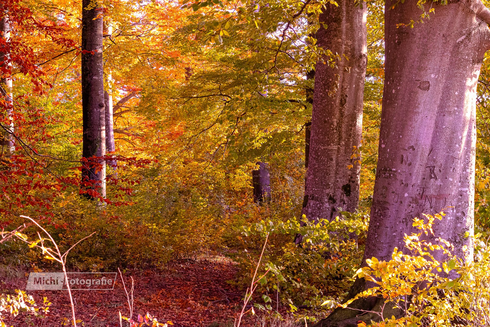 Herbstbuchen