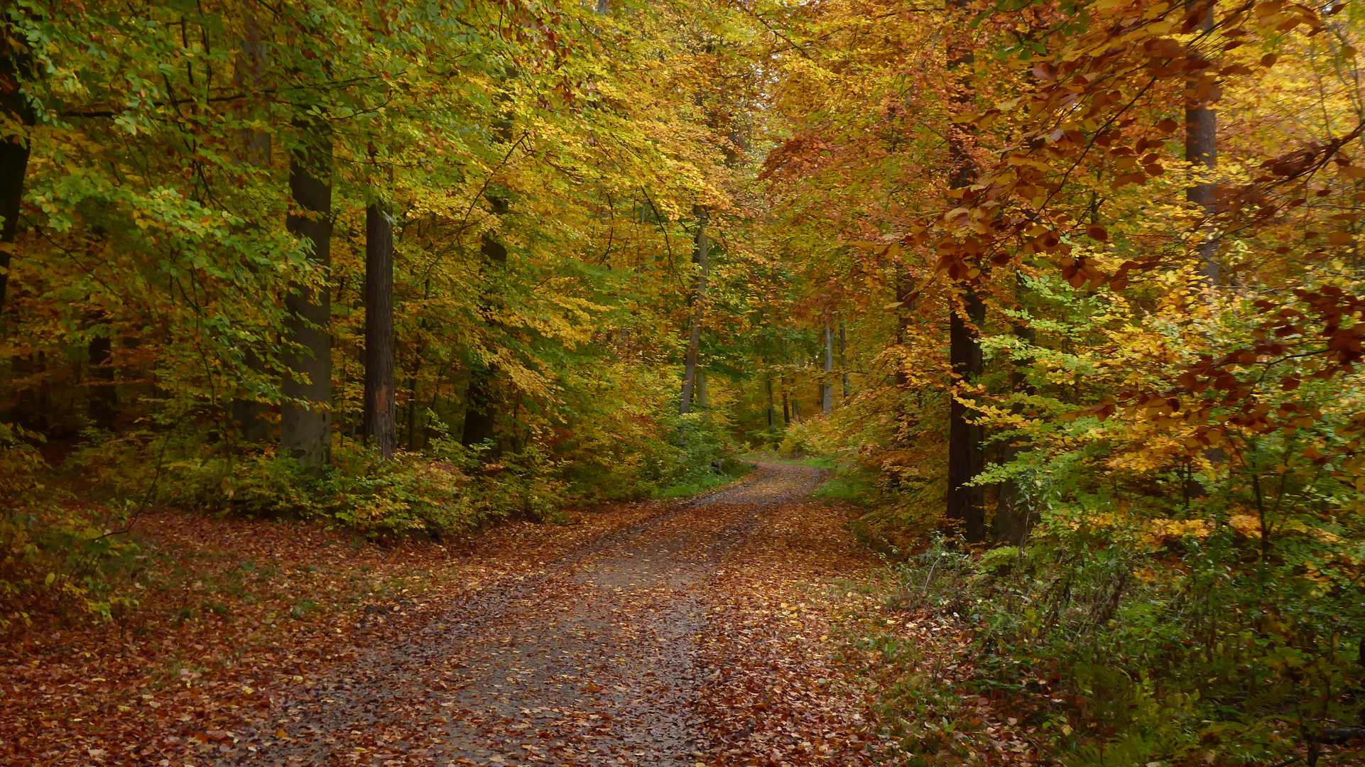 Herbstbuchen im Rutesheimer Wald