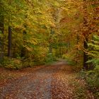 Herbstbuchen im Rutesheimer Wald