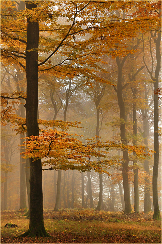 Herbstbuchenwald