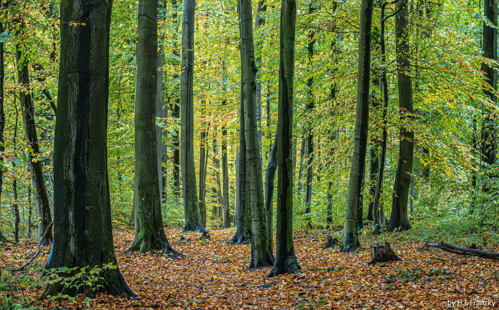 Herbstbuchenwald