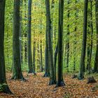 Herbstbuchenwald