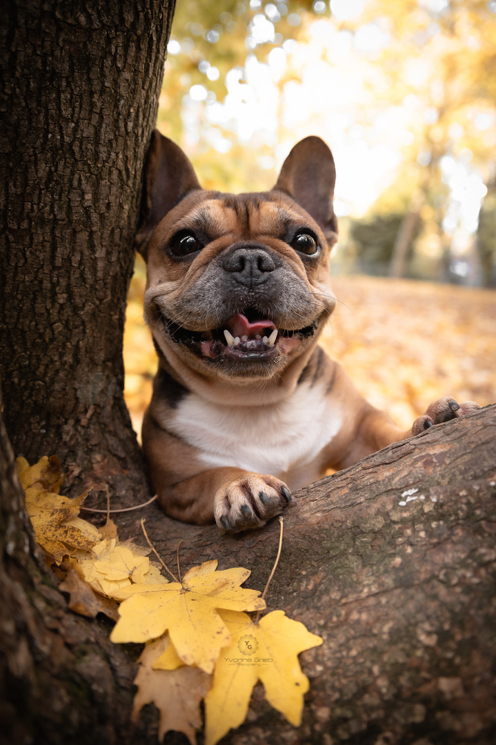 HerbstBully 