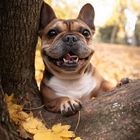 HerbstBully 