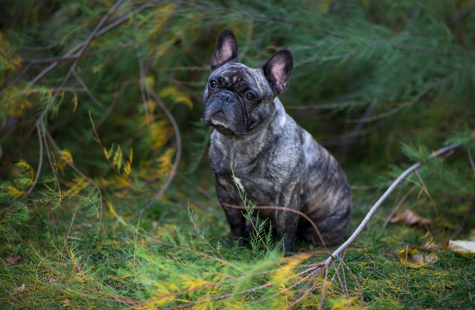 Herbstbully