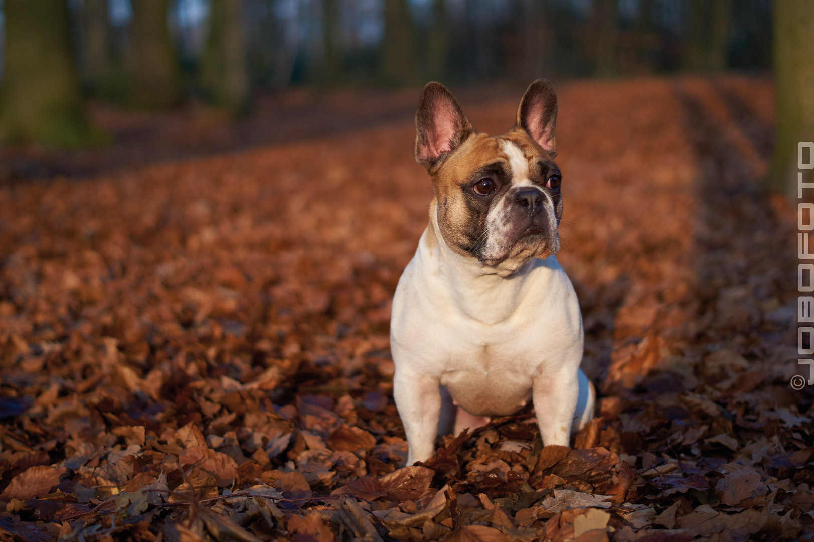 Herbstbully