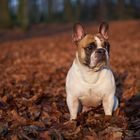 Herbstbully