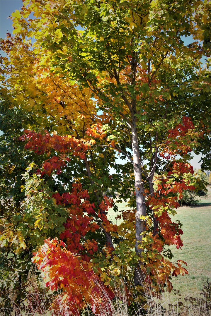 Herbstbunt