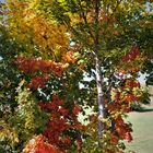 Herbstbunt