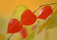 > HERBSTBUNT <