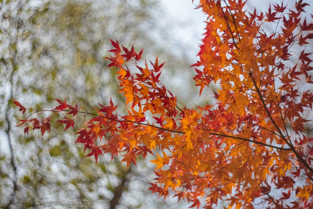 herbstbunt