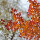 herbstbunt