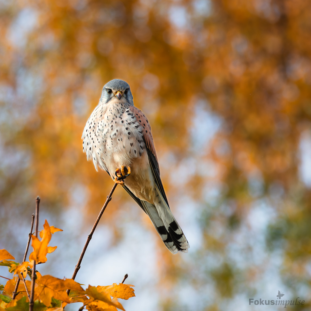 Herbstbunt