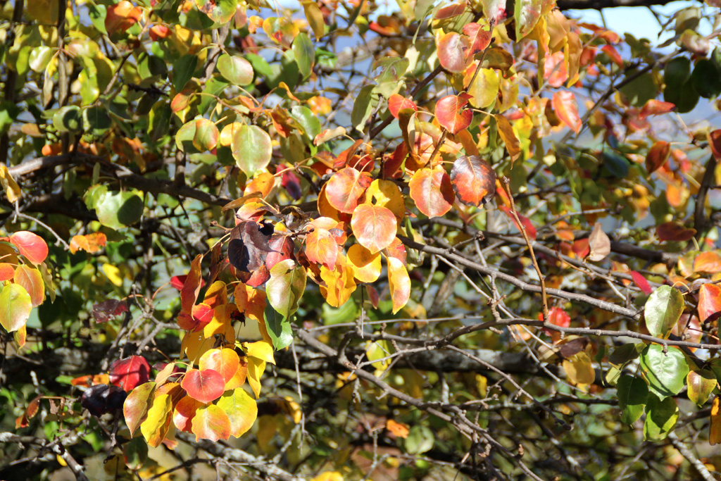  Herbstbunt 