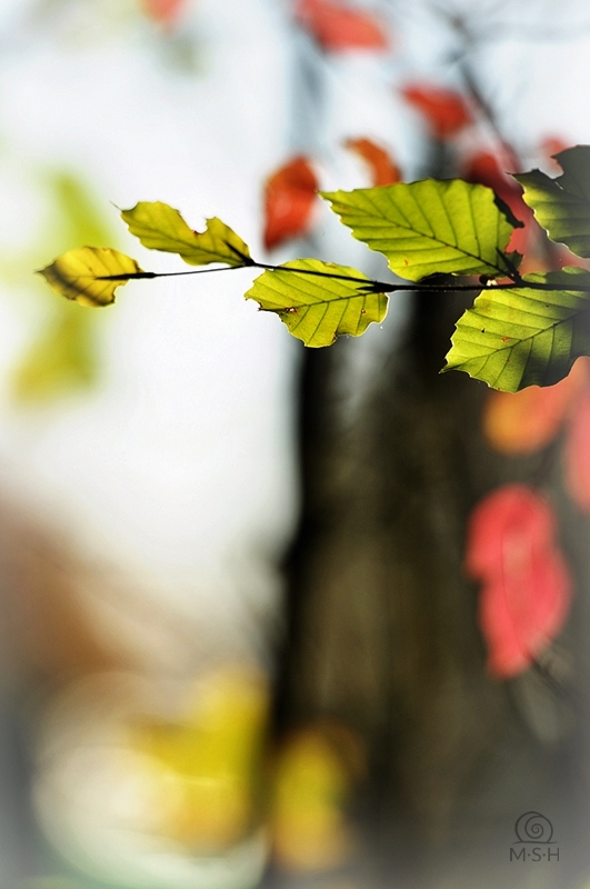 Herbstbunt