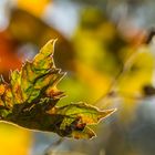 Herbstbunt