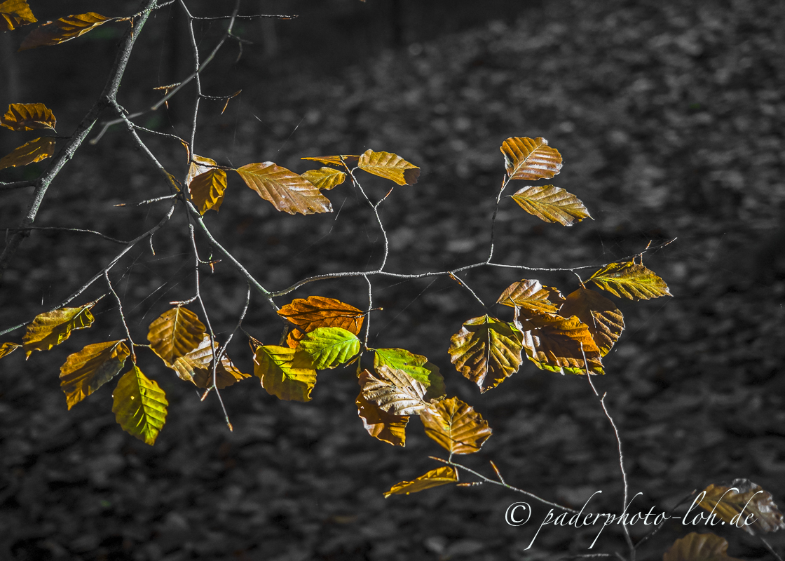 Herbstbunt 3