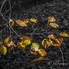 Herbstbunt 3