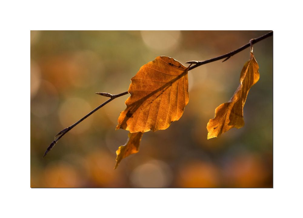 Herbstbunt