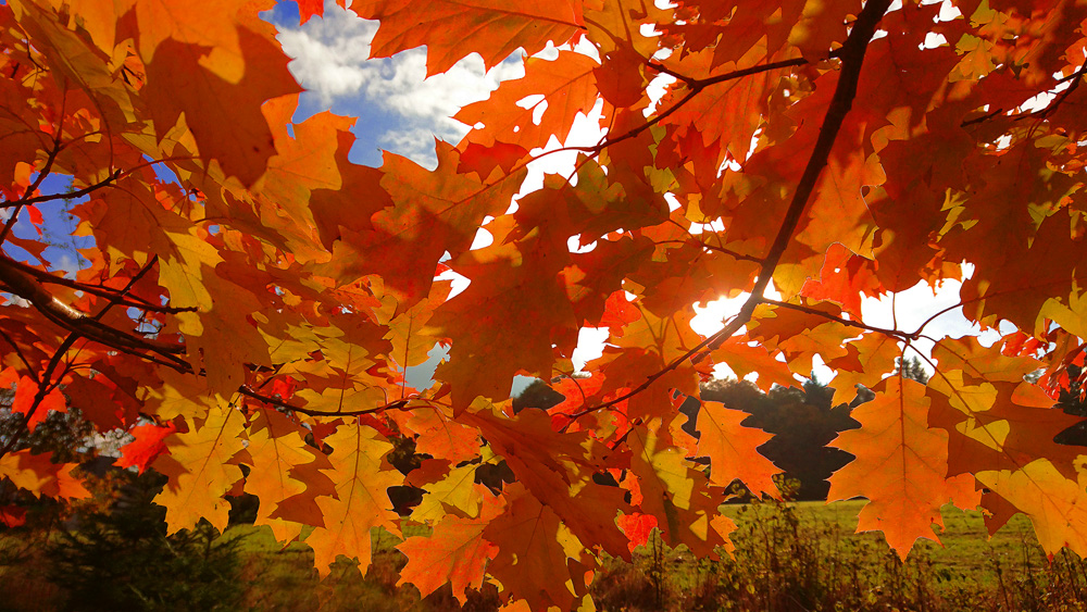 Herbstbunt