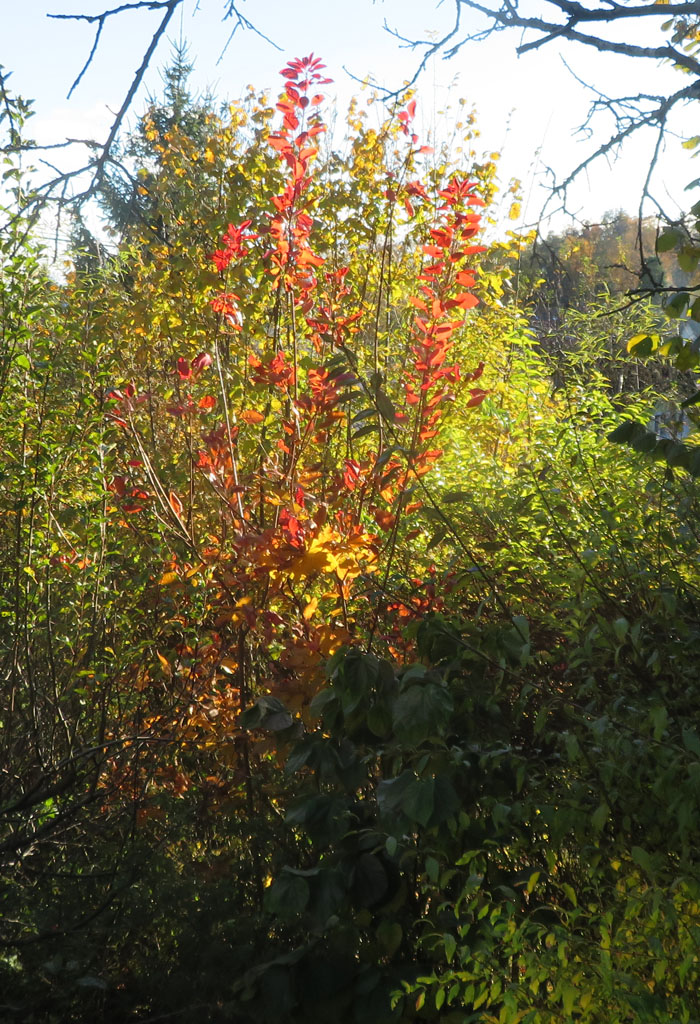 herbstbunt 