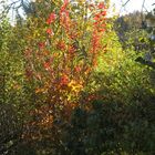 herbstbunt 