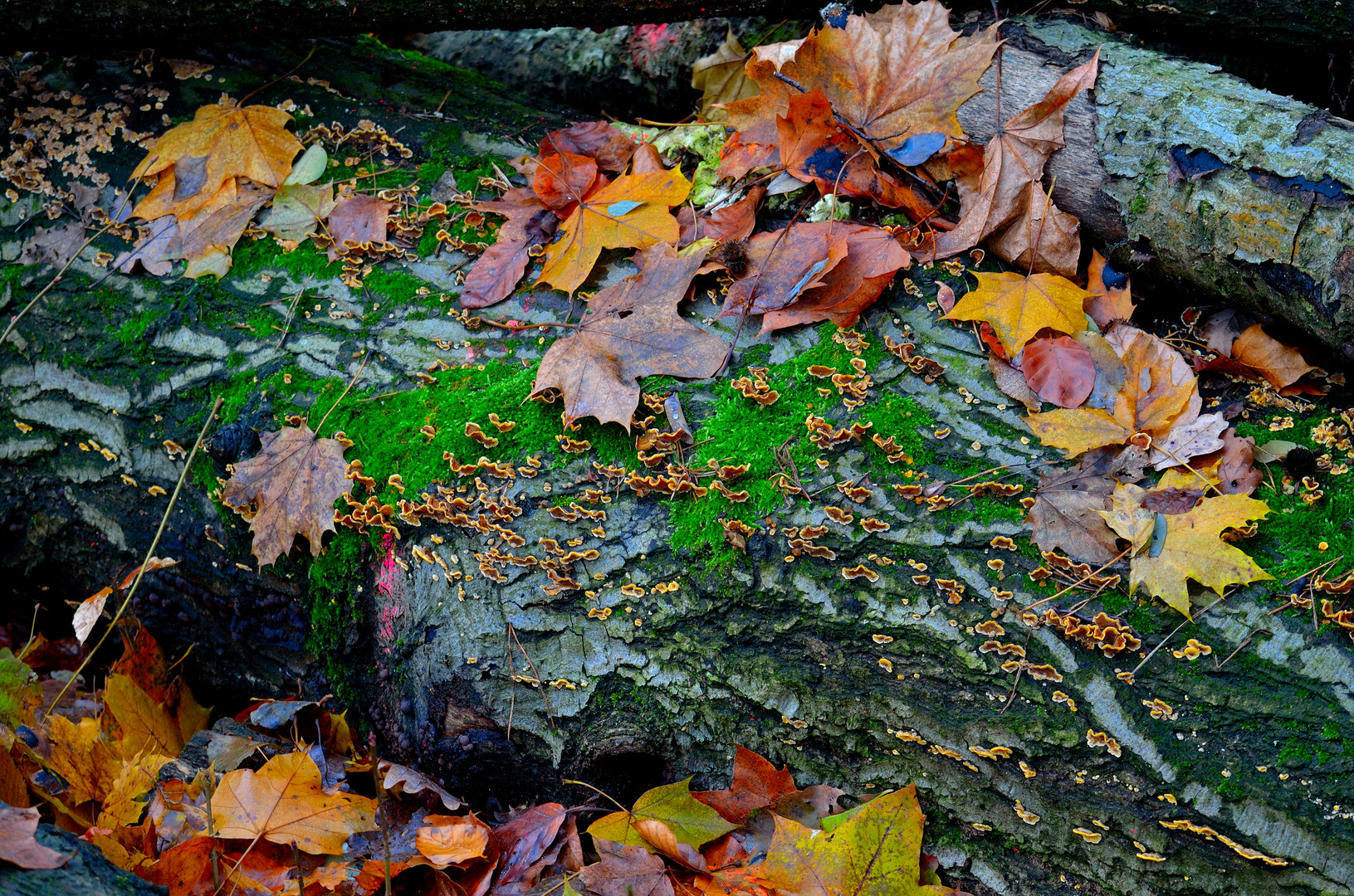 Herbstbunt