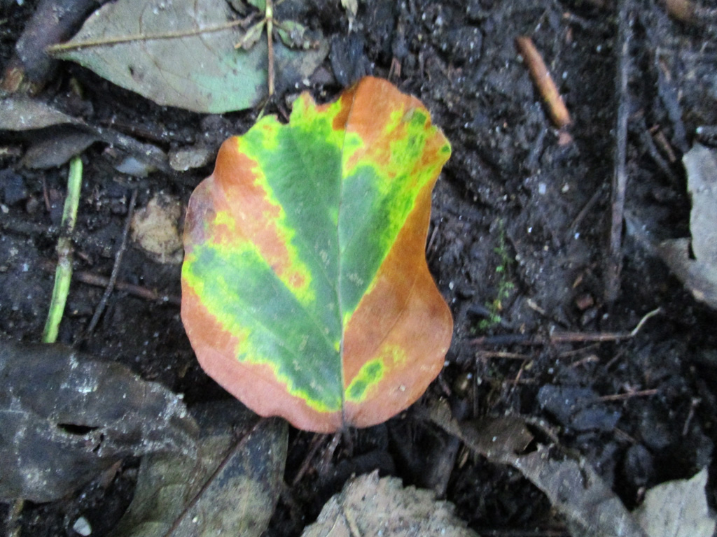 Herbstbunt 