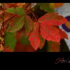 Herbstbunt