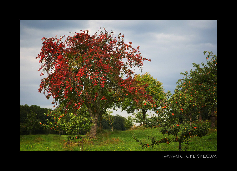 Herbstbunt