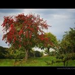 Herbstbunt