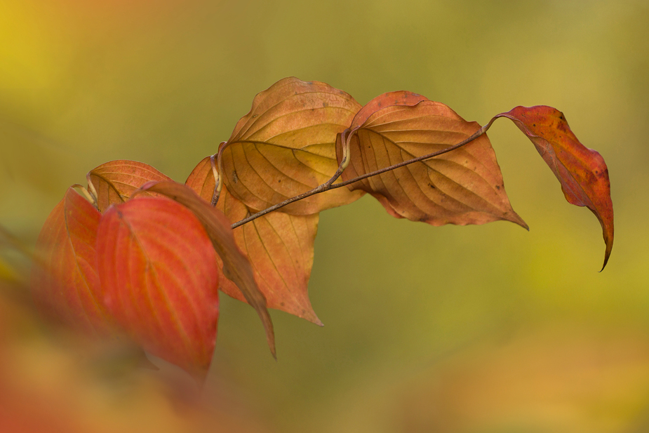 herbstbunt