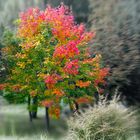 herbstbunt