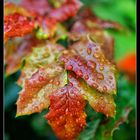 Herbstbunt