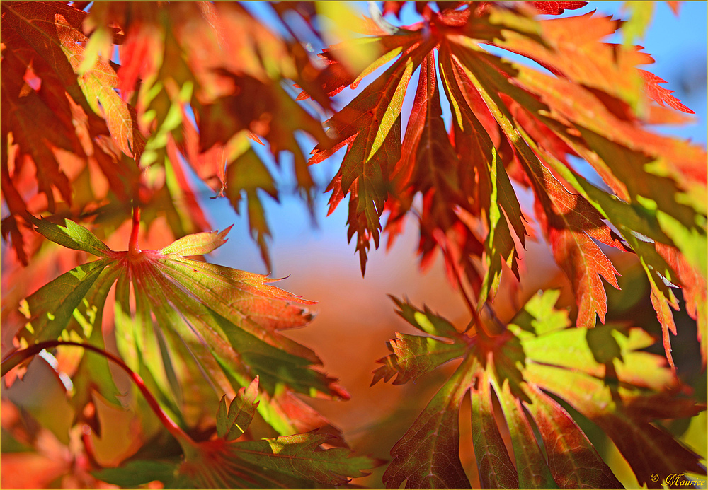 > HERBSTBUNT 