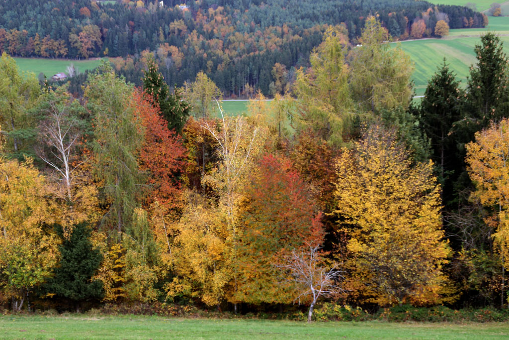 Herbstbunt am  Lieneck 