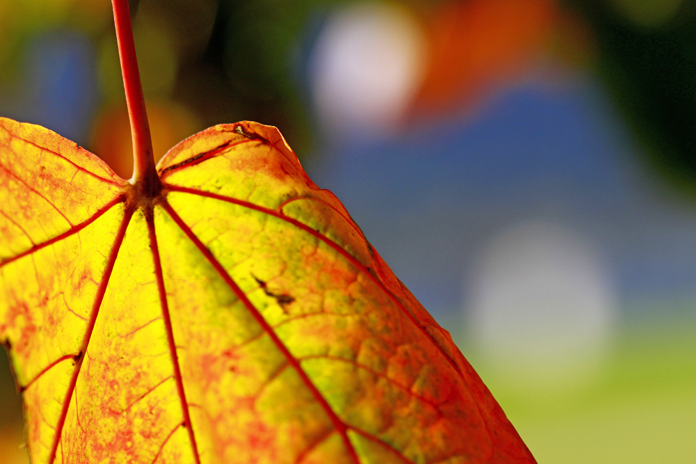 HerbstBUNT