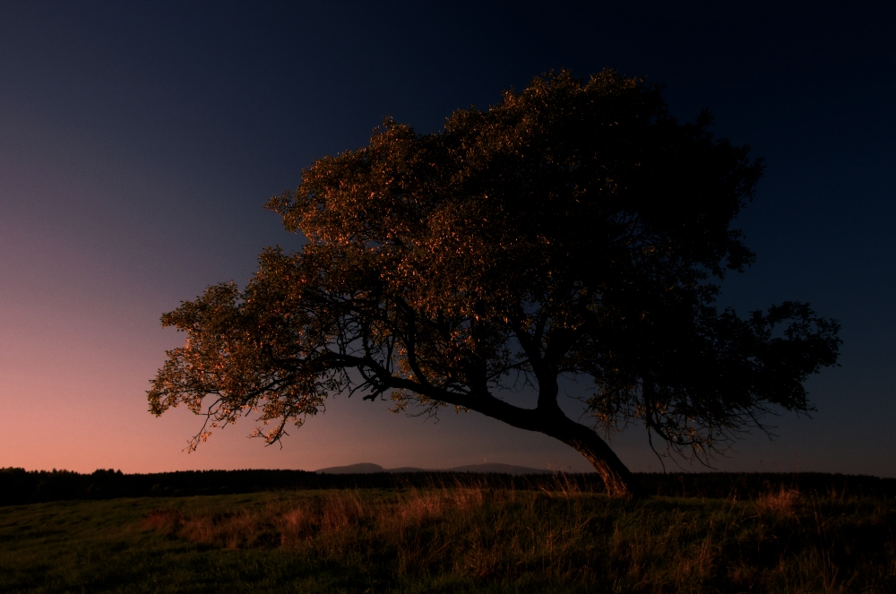 herbstbunt- Baum