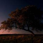 herbstbunt- Baum