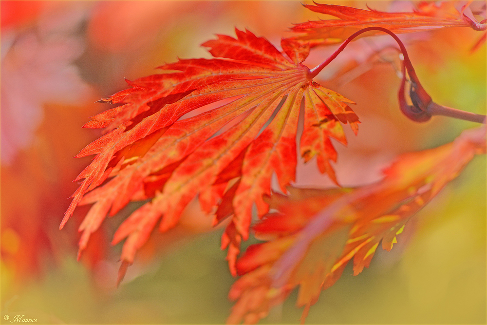 * HERBSTBUNT *