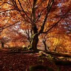 Herbstbunt